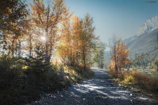 sun rays streaking though fall trees quarry lake canmore