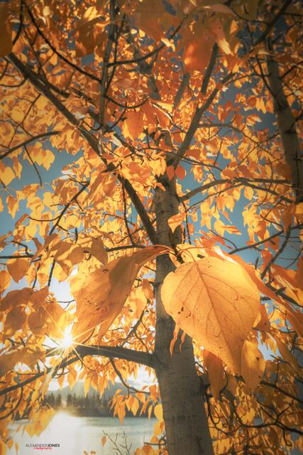 Falling print